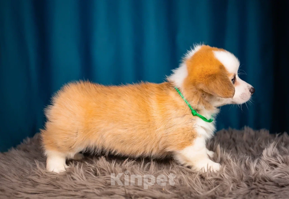 Собаки в Новосибирске: Валерион Таргариен щенок корги Мальчик, 80 000 руб. - фото 3