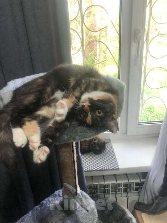 Кошки в Иркутске: Продается замечательная кошечка Девочка, 1 500 руб. - фото 2