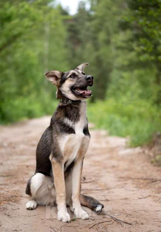 Собаки в Москве: Киви — друг, который умеет быть рядом Мальчик, Бесплатно - фото 5