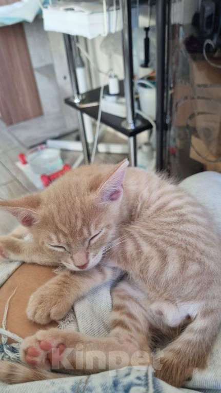 Кошки в Санкт-Петербурге: Котенок рыжий бежевый львенок 2 месяца Мальчик, Бесплатно - фото 4
