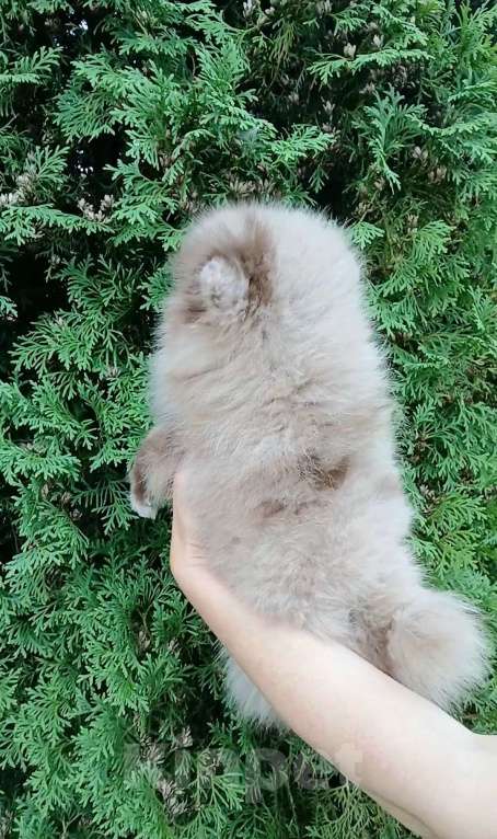 Собаки в Санкт-Петербурге:  Мальчик мраморный Мальчик, 45 000 руб. - фото 2