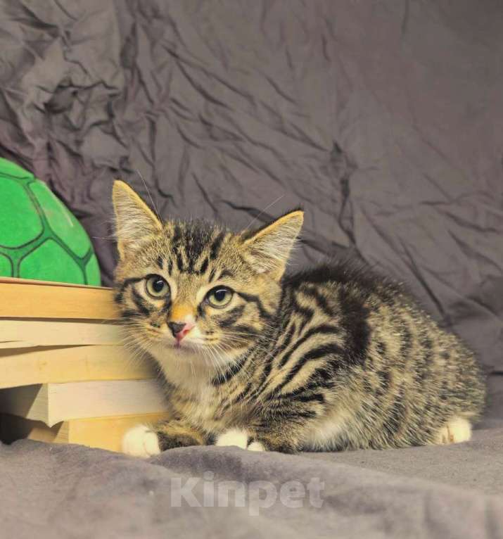 Кошки в Екатеринбурге: Котенок в добрые руки  Мальчик, Бесплатно - фото 4