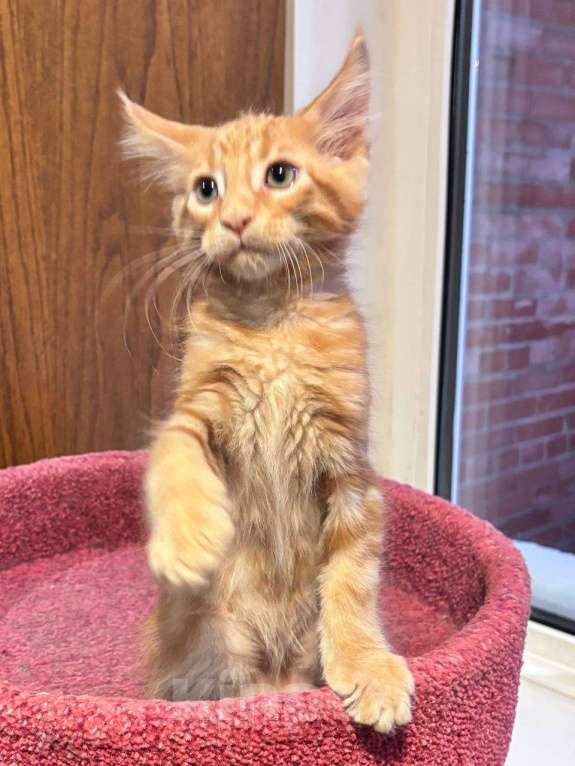 Кошки в Санкт-Петербурге: котенок мейн-кун# Мальчик, 50 000 руб. - фото 5