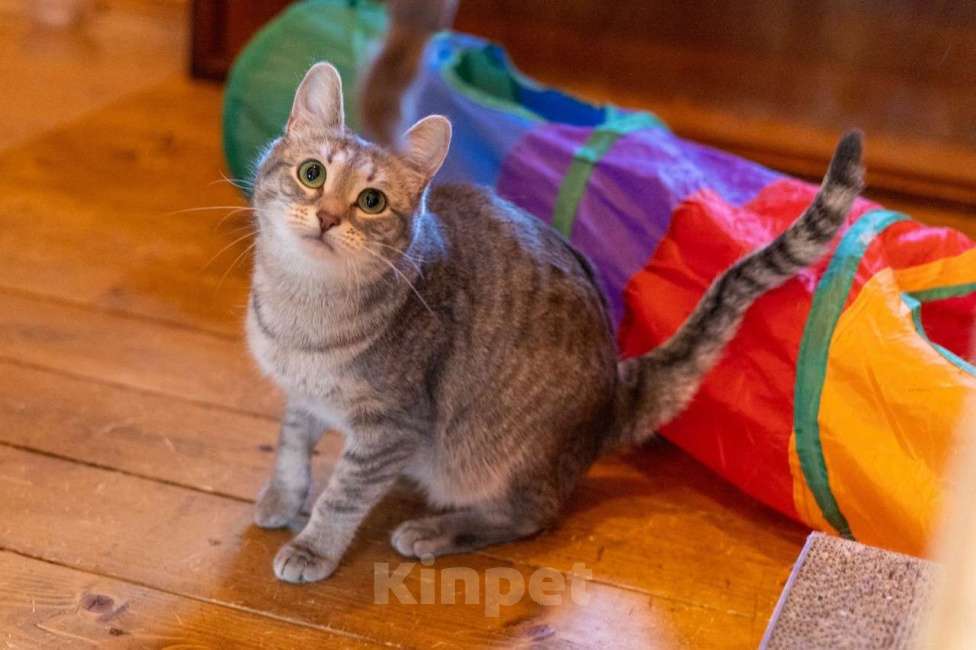 Кошки в Москве: Лапочка ищет дом! Девочка, Бесплатно - фото 4