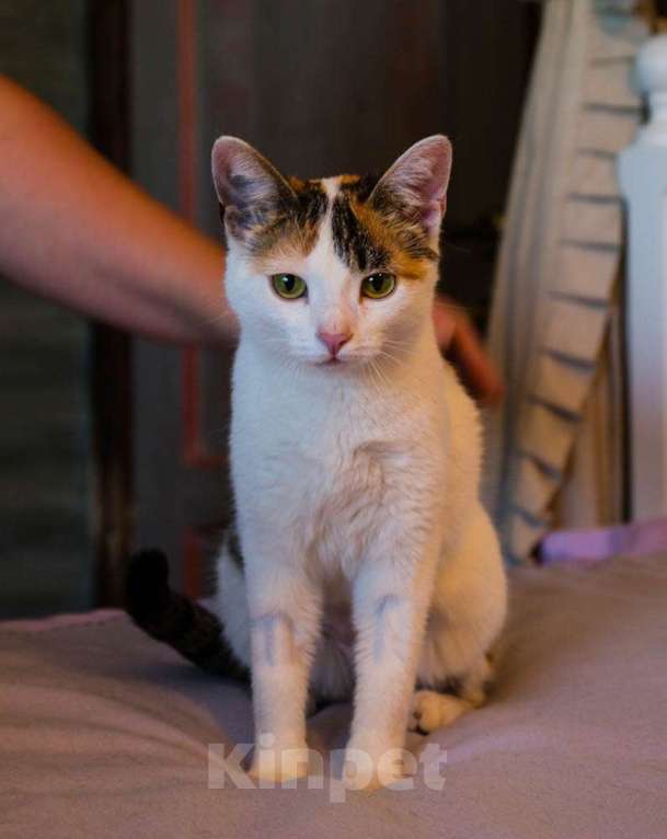 Кошки в Москве: Трехцветная котомартышка Маришка в добрые руки Девочка, 1 руб. - фото 2