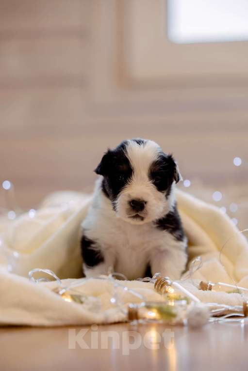 Собаки в Москве: Щенки Австралийской овчарки Мальчик, Бесплатно - фото 1