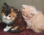 Кошки в Мичуринске: Трехцветная кошечка Девочка, 1 руб. - фото 3