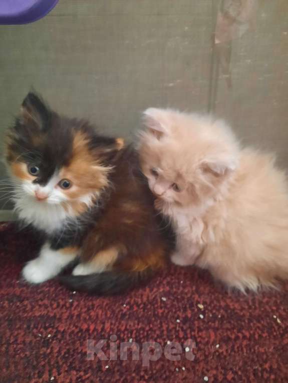 Кошки в Мичуринске: Трехцветная кошечка Девочка, 1 руб. - фото 3