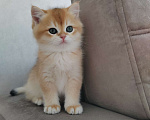 Кошки в Хабаровске: Британский котёнок золотая шиншилла ny 12 Мальчик, 55 000 руб. - фото 1