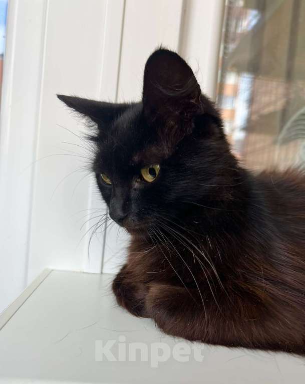 Кошки в Москве: Кошечка Николь - стройняшка в эбонитовой шубке в добрые руки Девочка, Бесплатно - фото 2