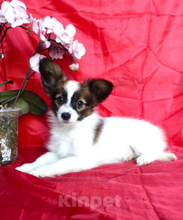 Собаки в Красноармейске: Щенки папийона Мальчик, 35 000 руб. - фото 3