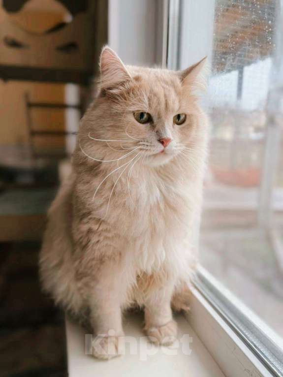 Кошки в Балашихе: Ерошка Мальчик, Бесплатно - фото 2