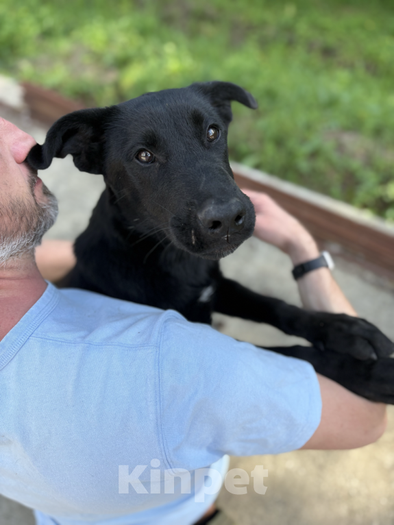 Собаки в других городах Краснодарского края: Уникальный щенок «ризеновчарик» мальчик Люк Мальчик, 1 000 руб. - фото 2