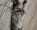 Кошки в Калуге: Котик Мейн-кун Мальчик, 20 000 руб. - фото 5