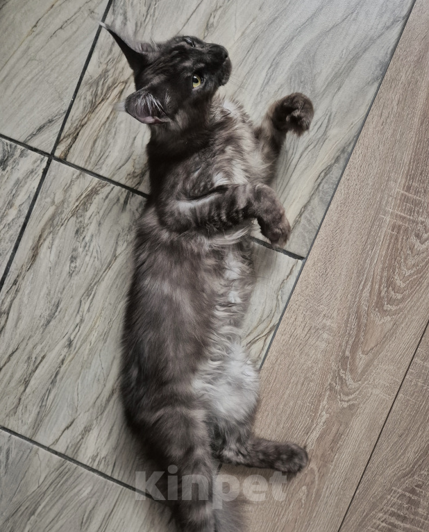 Кошки в Калуге: Котик Мейн-кун Мальчик, 20 000 руб. - фото 5