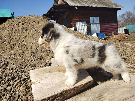 Щенок Аусси