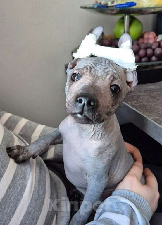 Собаки в Мытищах: Кобель  Ксолoитцкуинтли (мини) Мальчик, 30 000 руб. - фото 3