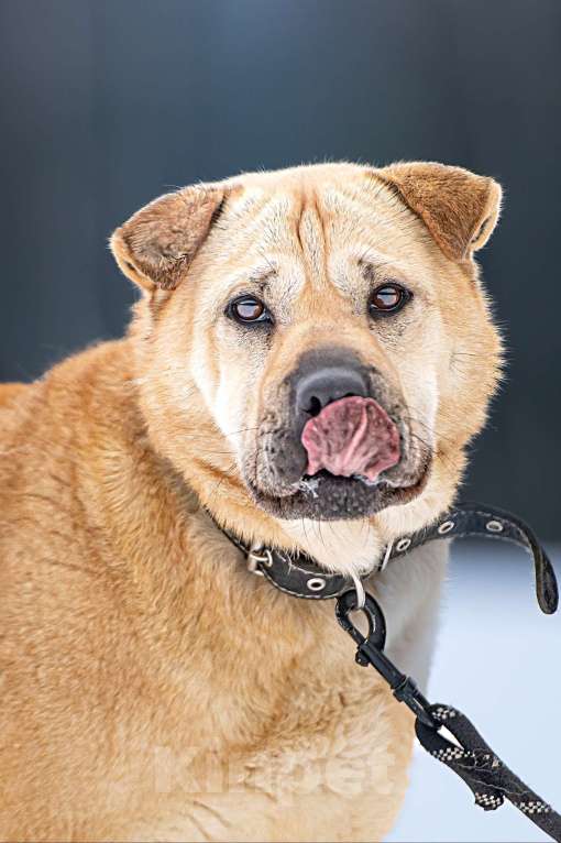 Собаки в Клине: Зоя — самостоятельная собачка с большим сердцем Девочка, Бесплатно - фото 9