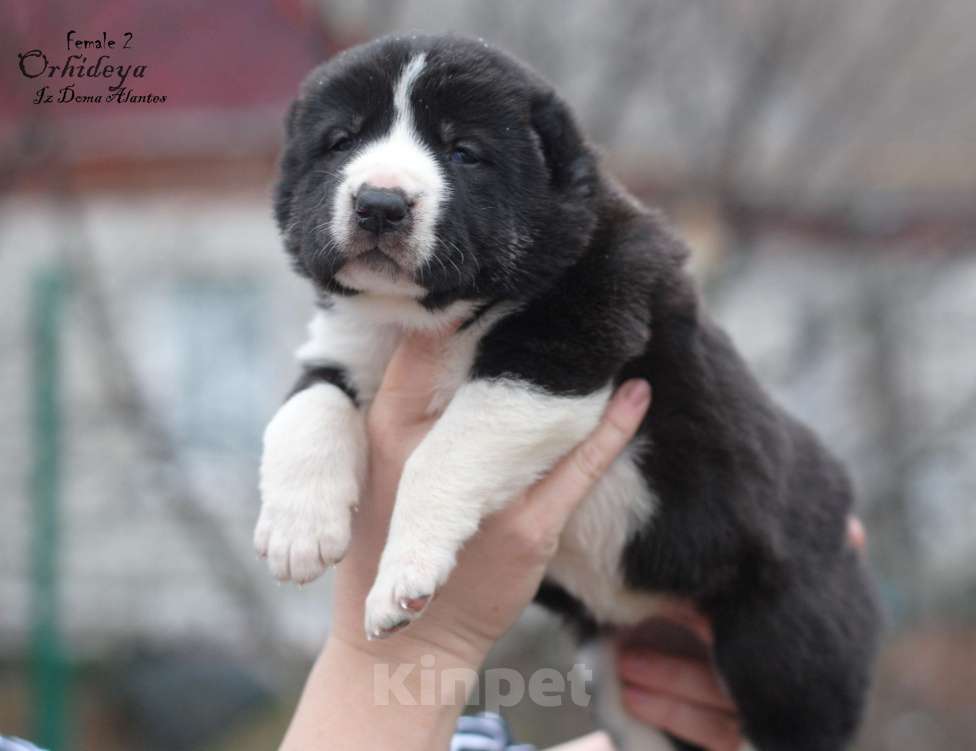 Собаки в Саратове: Чёрная девочка САО Девочка, Бесплатно - фото 3