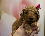 Собаки в Иваново: Той пудель щенки Девочка, 19 000 руб. - фото 5