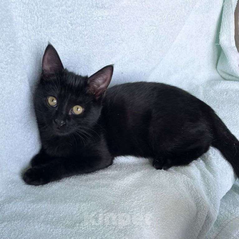 Кошки в Москве: Черный котенок девочка в дар Девочка, Бесплатно - фото 2