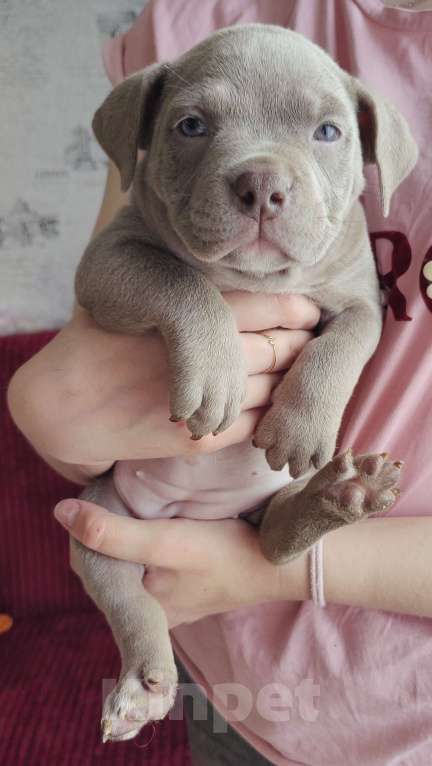 Собаки в Прокопьевске: Американский булли Девочка, 70 000 руб. - фото 1