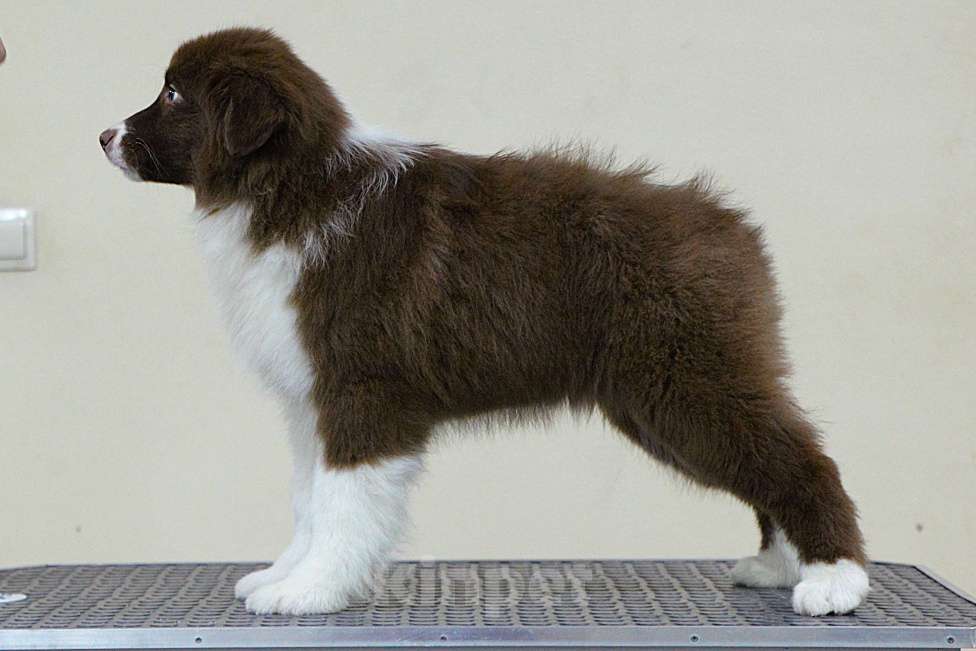 Собаки в других городах Владимирской области: щенок австралийской овчарки Девочка, 60 000 руб. - фото 4
