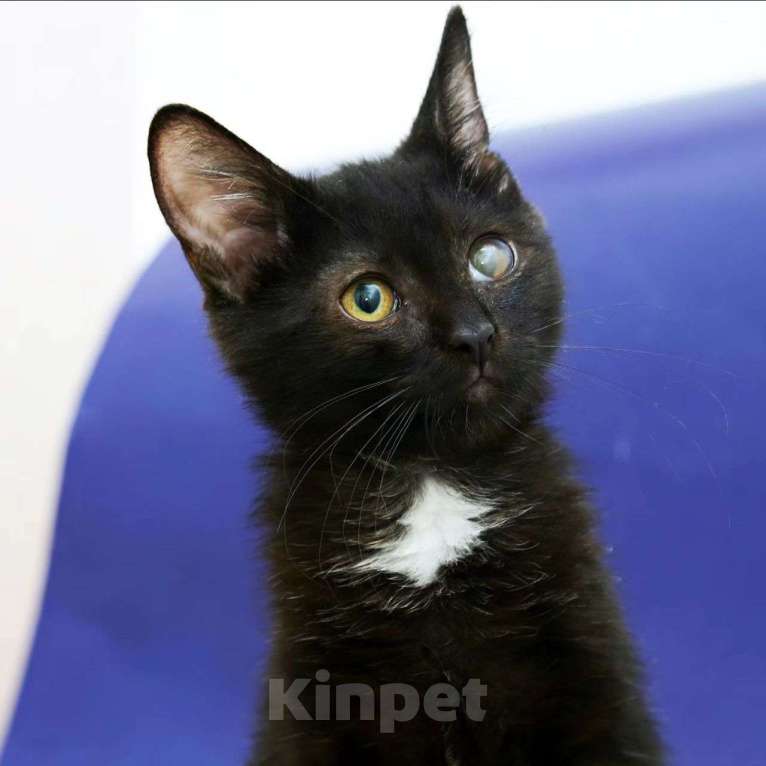 Кошки в Москве: Малышка Марины Девочка, Бесплатно - фото 4