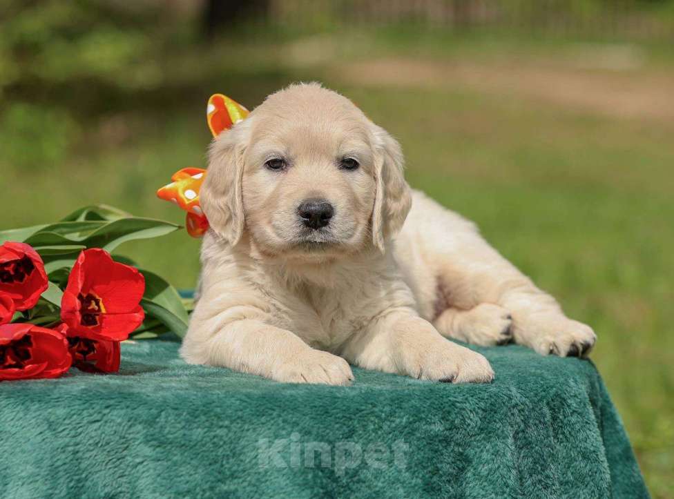 Собаки в Нижнем Новгороде: Щенок золотистого оетривера Девочка, 60 000 руб. - фото 2
