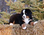 Собаки в Москве: Щенок Бернский зенненхунд Мальчик, Бесплатно - фото 6