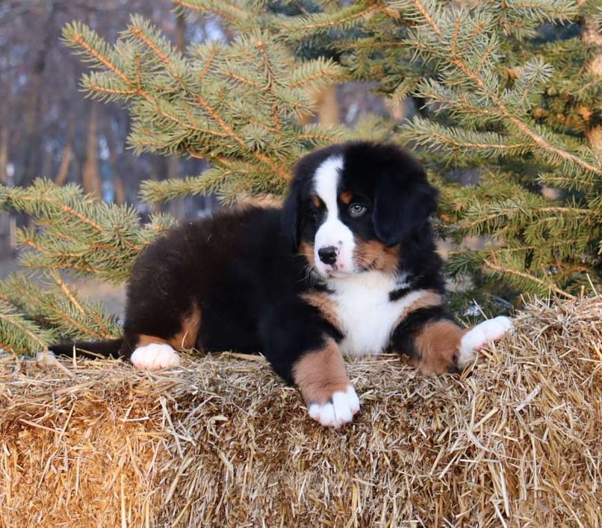 Собаки в Москве: Щенок Бернский зенненхунд Мальчик, Бесплатно - фото 6