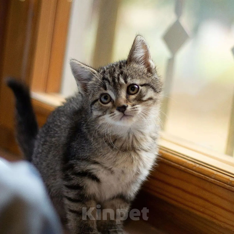 Кошки в других городах Московской области: Котенок в добрые руки Девочка, 1 руб. - фото 1