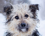 Собаки в Москве: Маленький пёсик в дар Мальчик, Бесплатно - фото 3