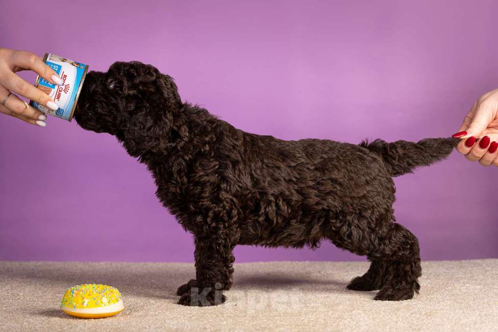 Собаки в Москве: ESMIRON Мальчик, 150 000 руб. - фото 2