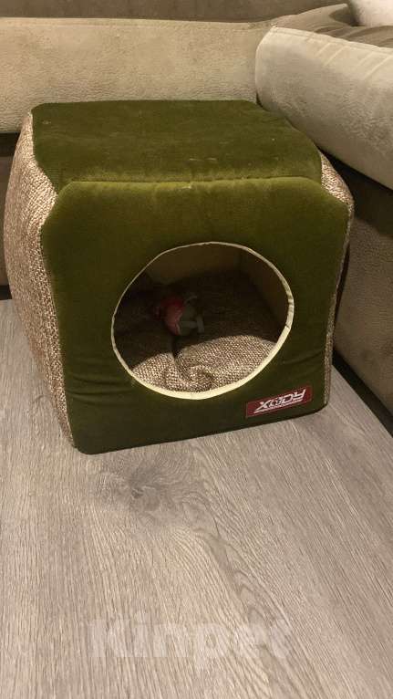 Кошки в Ростове-на-Дону: Канадский сфинкс  Мальчик, Бесплатно - фото 5