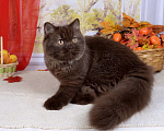 Кошки в Мурином: Британская кошечка окраса шоколад Девочка, 35 000 руб. - фото 1