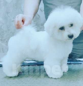 Собаки в Казани: Девочка в разведение Девочка, Бесплатно - фото 2