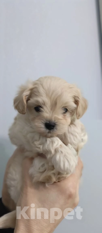 Собаки в Краснодаре: Детки мальтипу F1 Разнополые, Бесплатно - фото 3