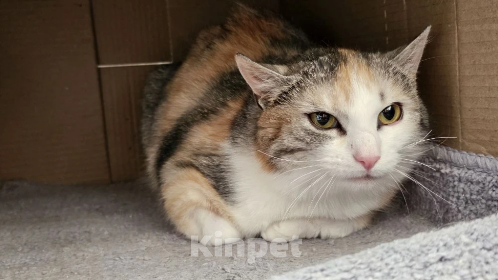 Кошки в Москве: Красавица Мелисса в добрые руки Девочка, Бесплатно - фото 3