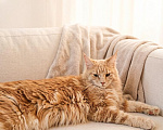 Кошки в Москве: Котенок мейн кун Девочка, Бесплатно - фото 4