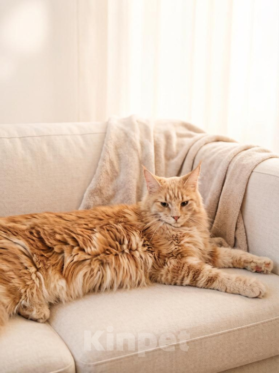 Кошки в Москве: Котенок мейн кун Девочка, Бесплатно - фото 4