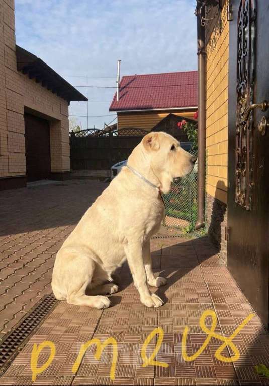 Собаки в Костерево: Щенок алабая кобель от чемпионов Мальчик, 55 000 руб. - фото 9