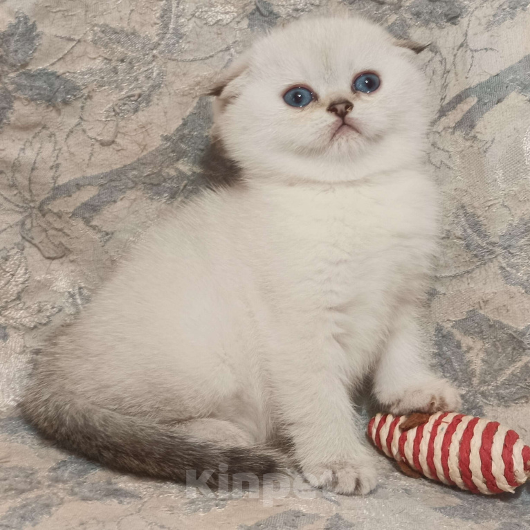 Кошки в Москве: Шотландская вислоухая девочка окрас поинт ( как сиамский ) Девочка, 50 000 руб. - фото 2