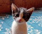 Кошки в Санкт-Петербурге: Котёнок-мальчик от домашней кошки Мальчик, 500 руб. - фото 1