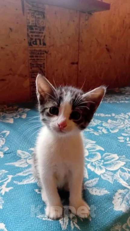 Кошки в Санкт-Петербурге: Котёнок-мальчик от домашней кошки Мальчик, 500 руб. - фото 1