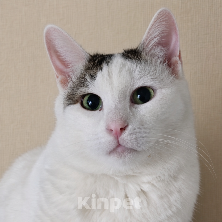 Кошки в Москве: Милый ласковый котик Лёлик очень ждёт свою любящую семью Мальчик, Бесплатно - фото 3