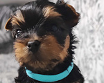 Собаки в Краснодаре: Мальчик с голубым ошейником Мальчик, 25 000 руб. - фото 1