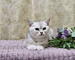 Кошки в Ростове-на-Дону: Шотландские прямоухие котята Разнополые, 4 500 руб. - фото 5
