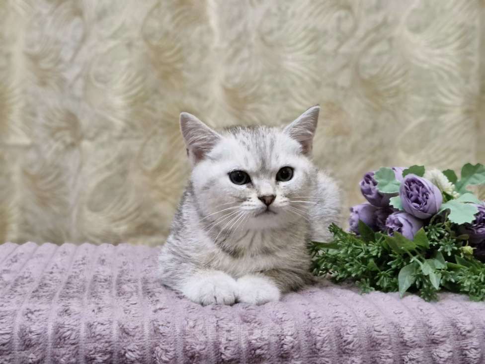 Кошки в Ростове-на-Дону: Шотландские прямоухие котята Разнополые, 4 500 руб. - фото 5