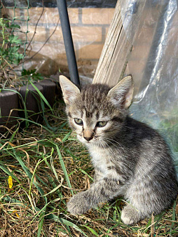 Объявление: Максик, котёнок мальчик 1,5 месяца в добрые руки, проведена обработка от глистов., Бесплатно, Другие города Московской области